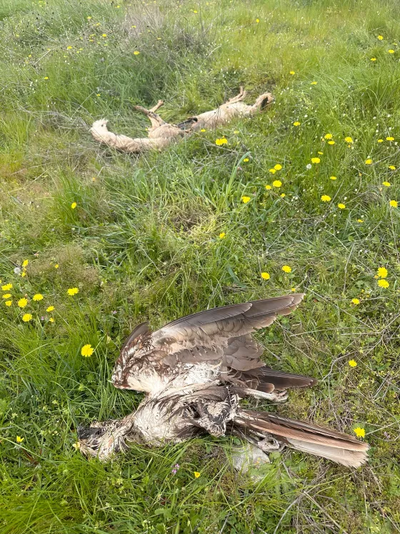 Νεκρός καλαμόκιρκος & νεκρή αλεπού