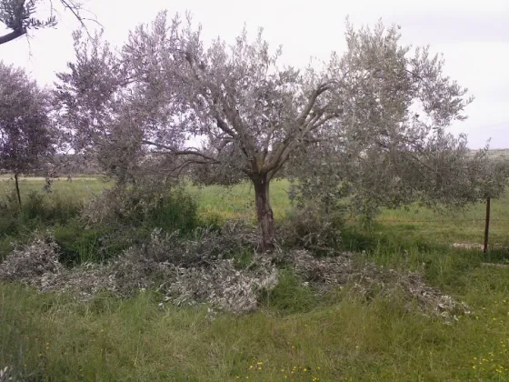 Φωτό 1: Γεωργική Βιομάζα από τα Κλαδέματα των Δενδροκαλλιεργειών (Ενδεικτικό παράδειγμα από Ελλάδα, πηγή: ΕΛΕΑΒΙΟΜ)