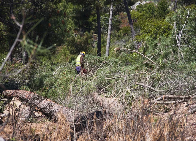 forestry_biomass_megafires_prevention