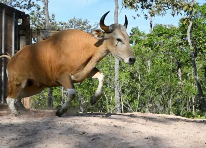 livestock