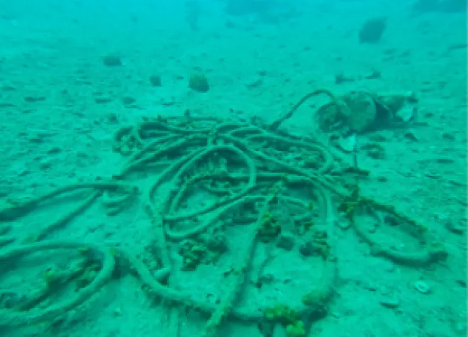 posidonia