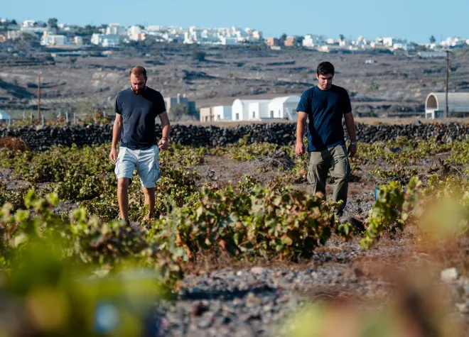 DOMAINE SIGALAS_Santorini_Harvest 2025 _Stratos Guillame Xyrafis, Vineyard Manager with Yiannis Boutaris