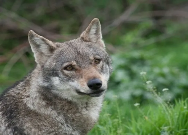 lykos
