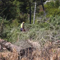 forestry_biomass_megafires_prevention