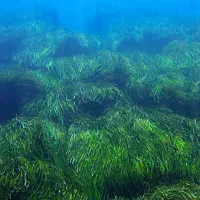 posidonia-oceanica