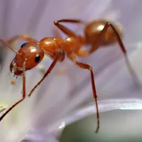 ants