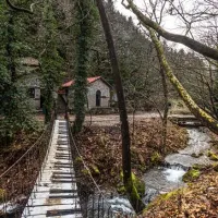 pavliani