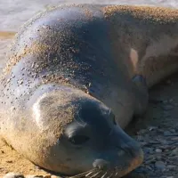 seal