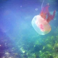 medousa