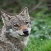 lykos