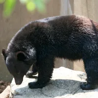Japanese_black_bear