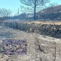 chios-mesta