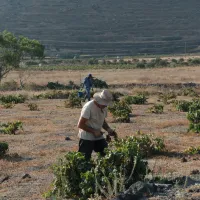 Domaine Sigalas Harvest 