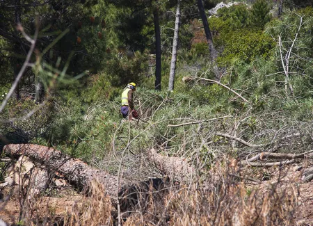 forestry_biomass_megafires_prevention