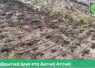 Ypen antidiabrotika erga ditiki attiki