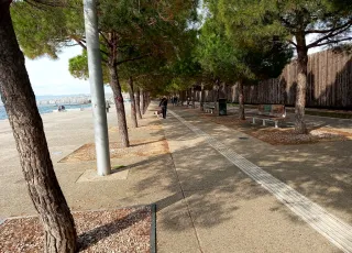 φύτευση δέντρων