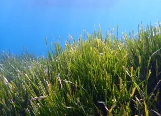 Posidonia_oceanica