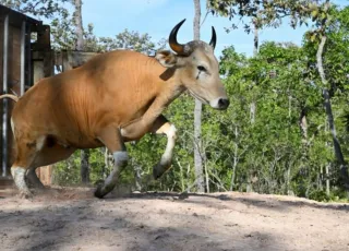 livestock
