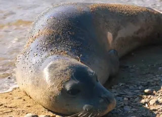 seal