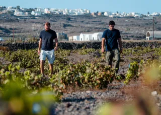 DOMAINE SIGALAS_Santorini_Harvest 2025 _Stratos Guillame Xyrafis, Vineyard Manager with Yiannis Boutaris