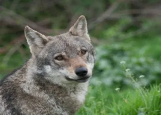 lykos