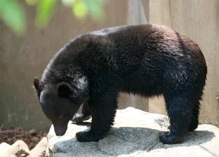 Japanese_black_bear