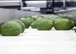 avocado