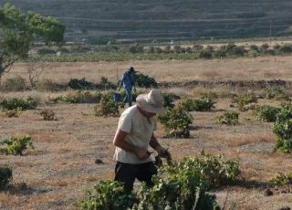 Domaine Sigalas Harvest 